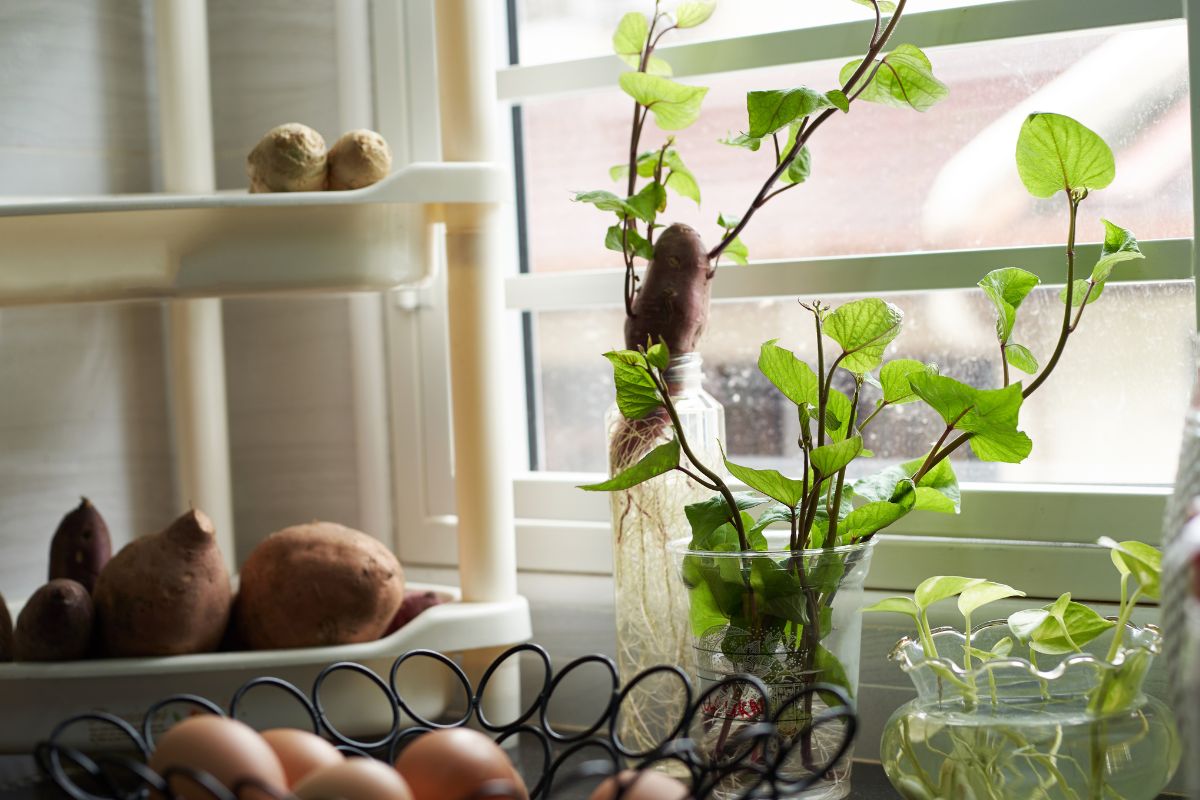 How to Grow Sweet Potato From a Tuber The Seed Collection